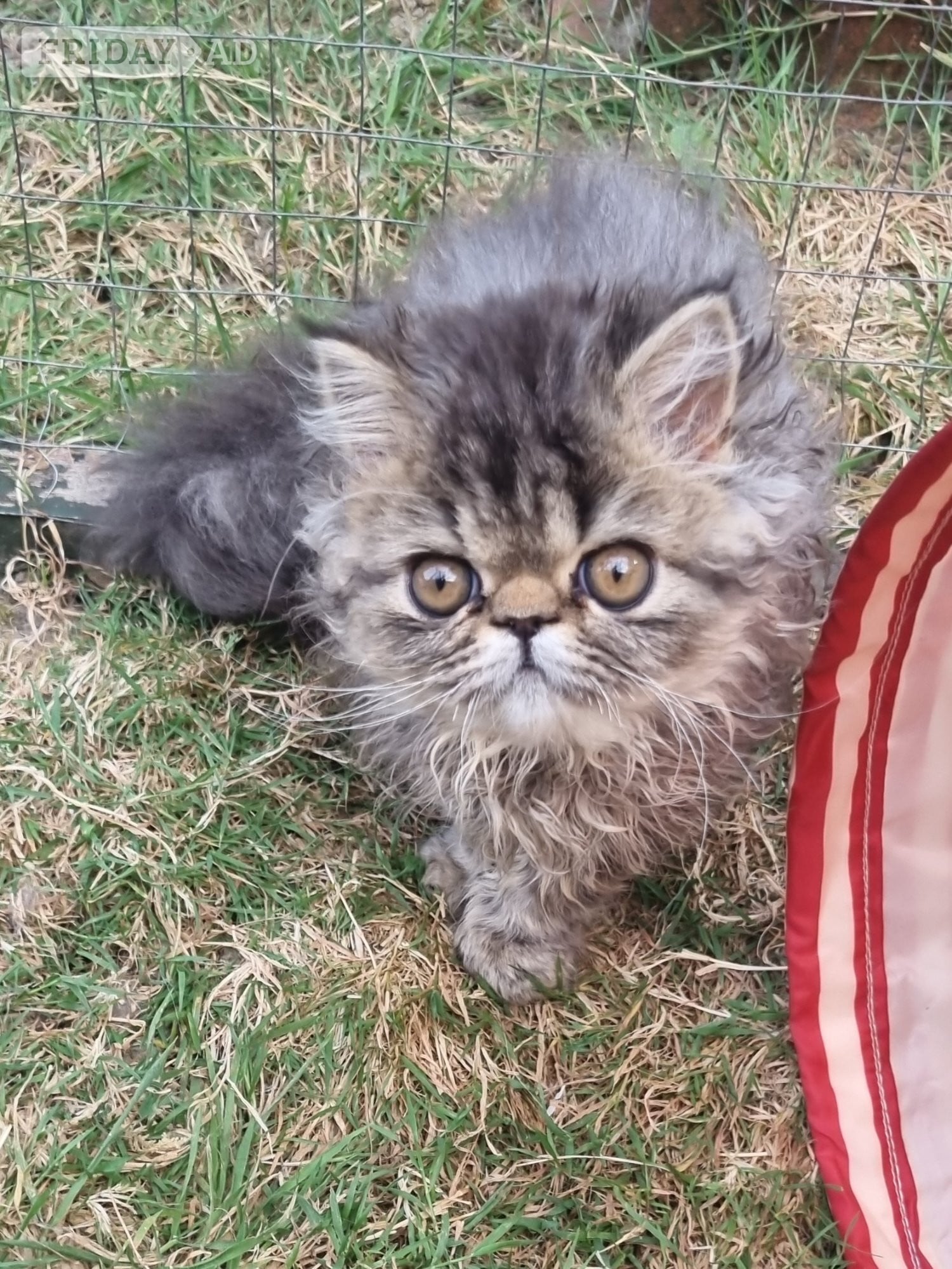 Bristol Last GCCF registered persian kitten
