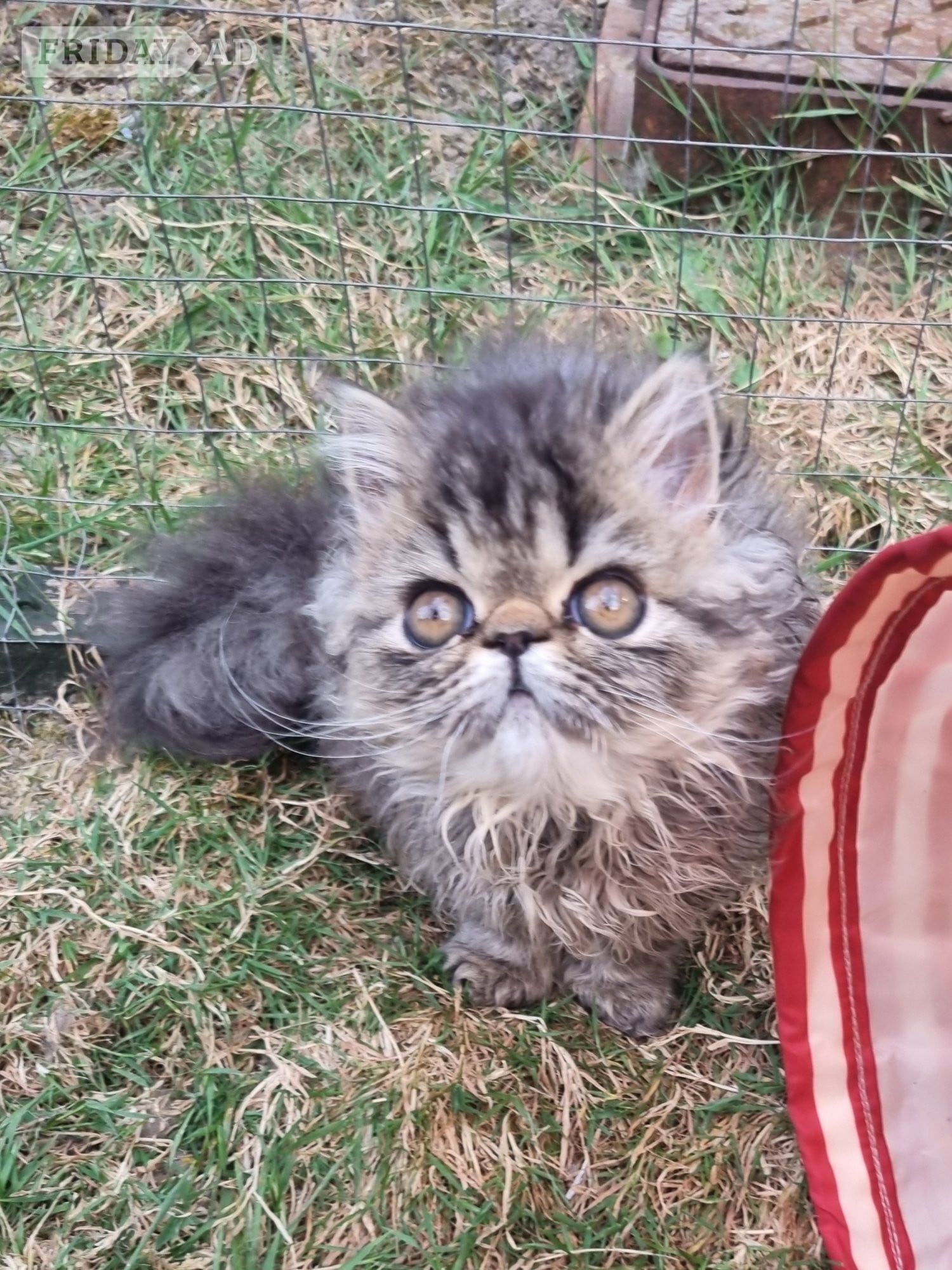 Last GCCF registered persian kitten - Cats & Kittens in Bristol