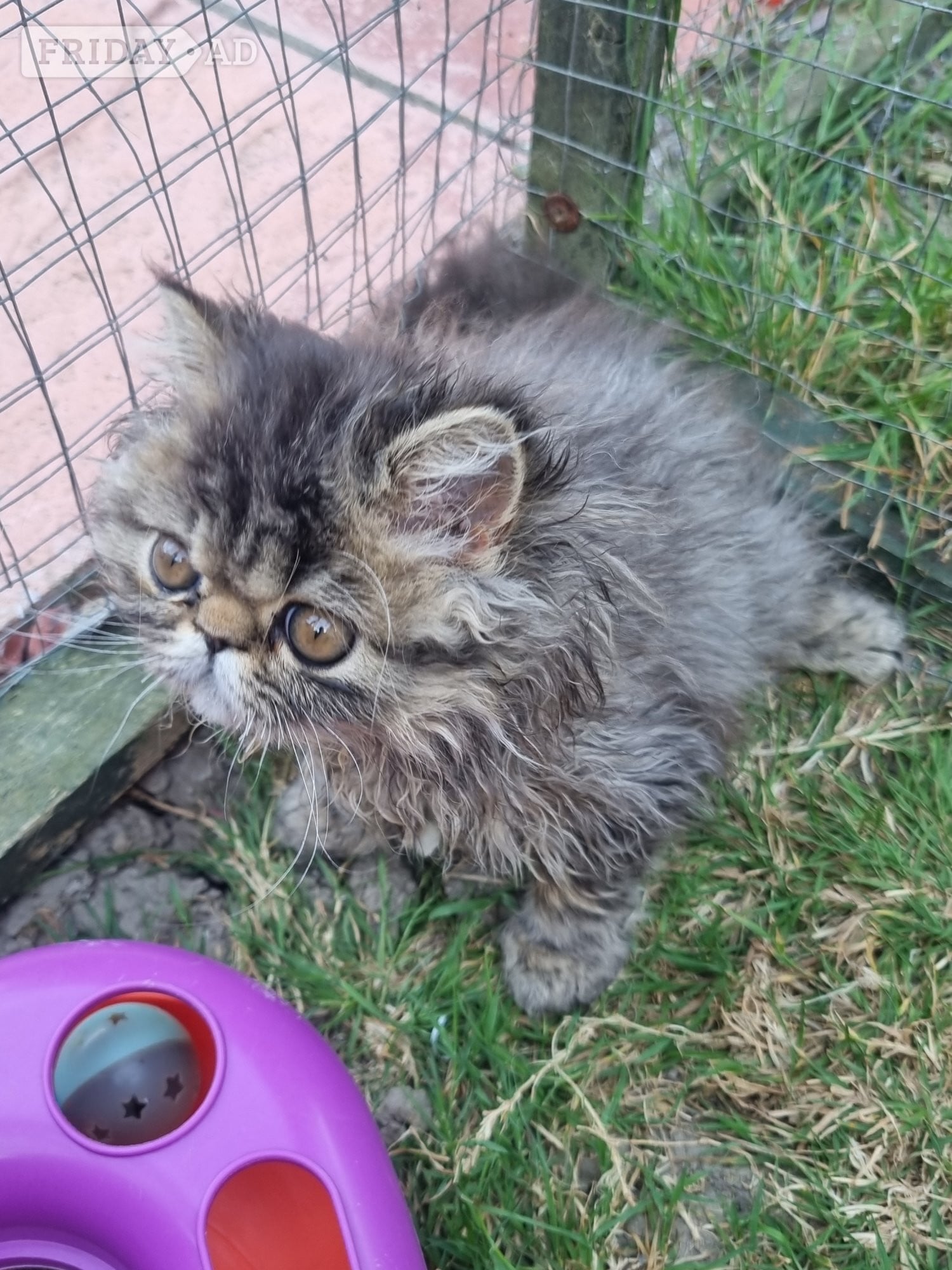 Last GCCF registered persian kitten - Cats & Kittens