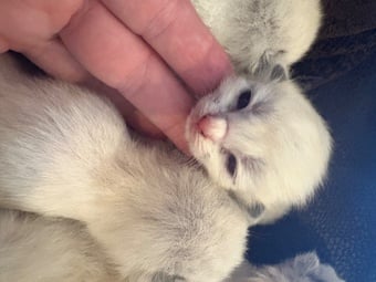 Gorgeous ragdolls for sale