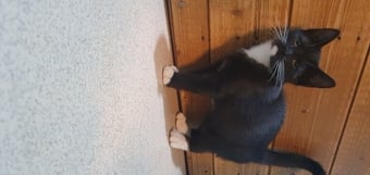 Beautiful kittens for new forever home