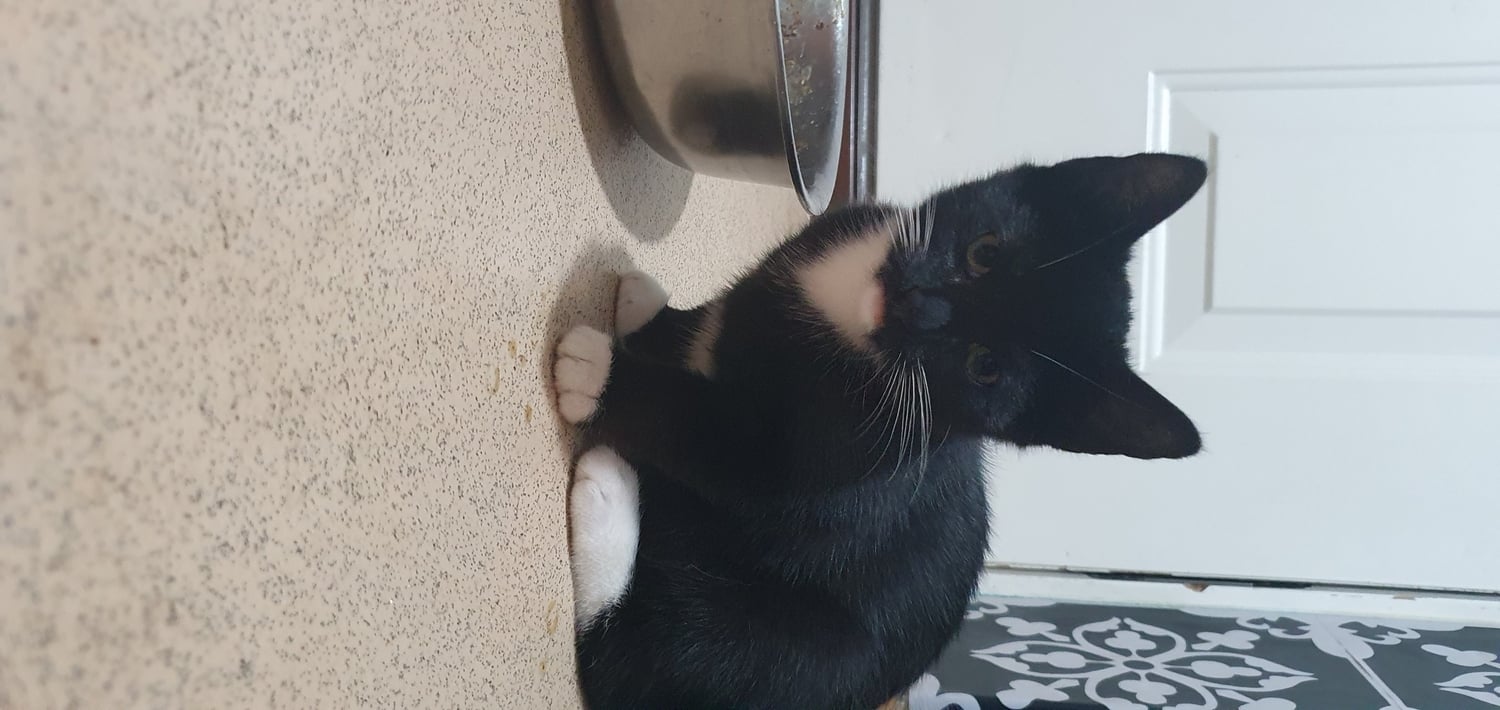 Beautiful kittens for new forever home