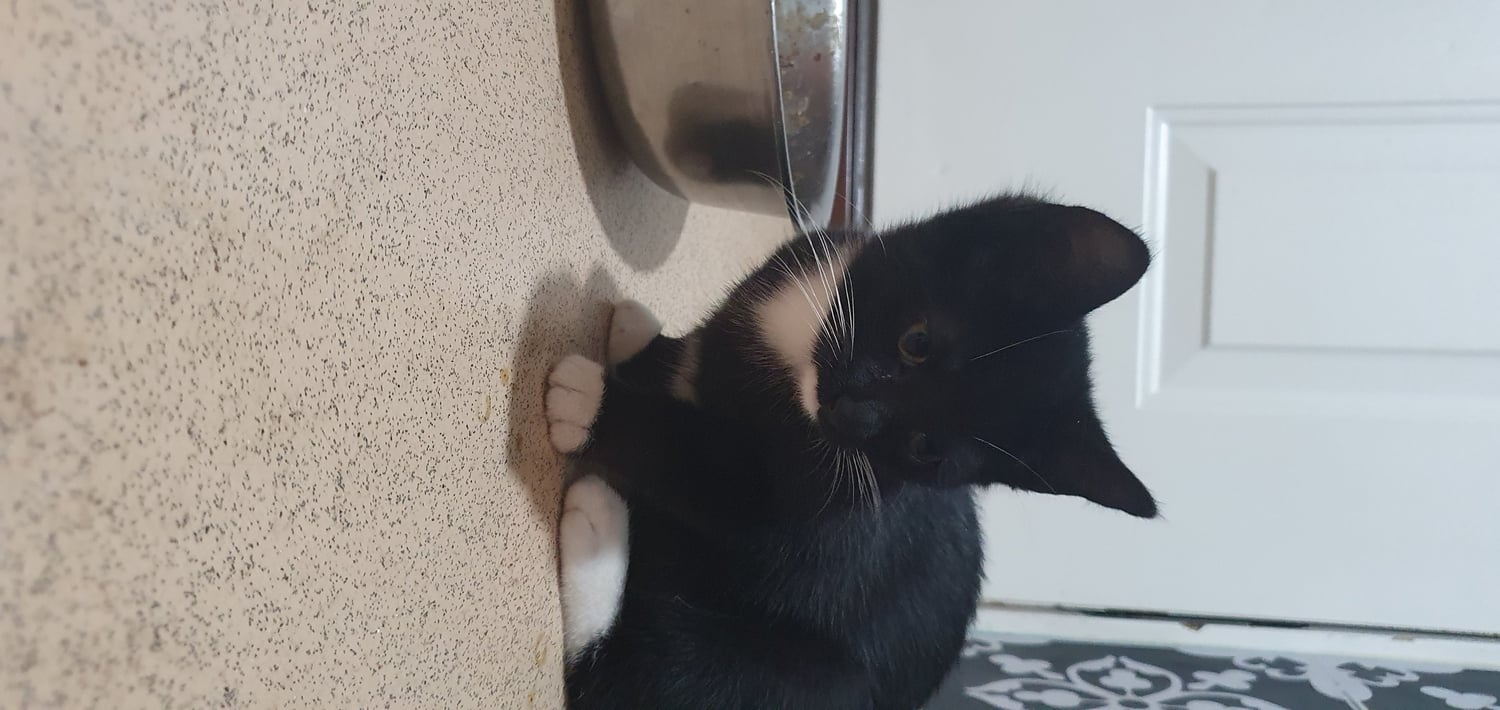 Northampton Beautiful kittens for new forever home