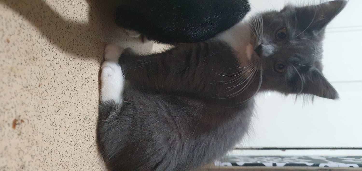 Beautiful kittens for new forever home - Cats & Kittens in Northampton