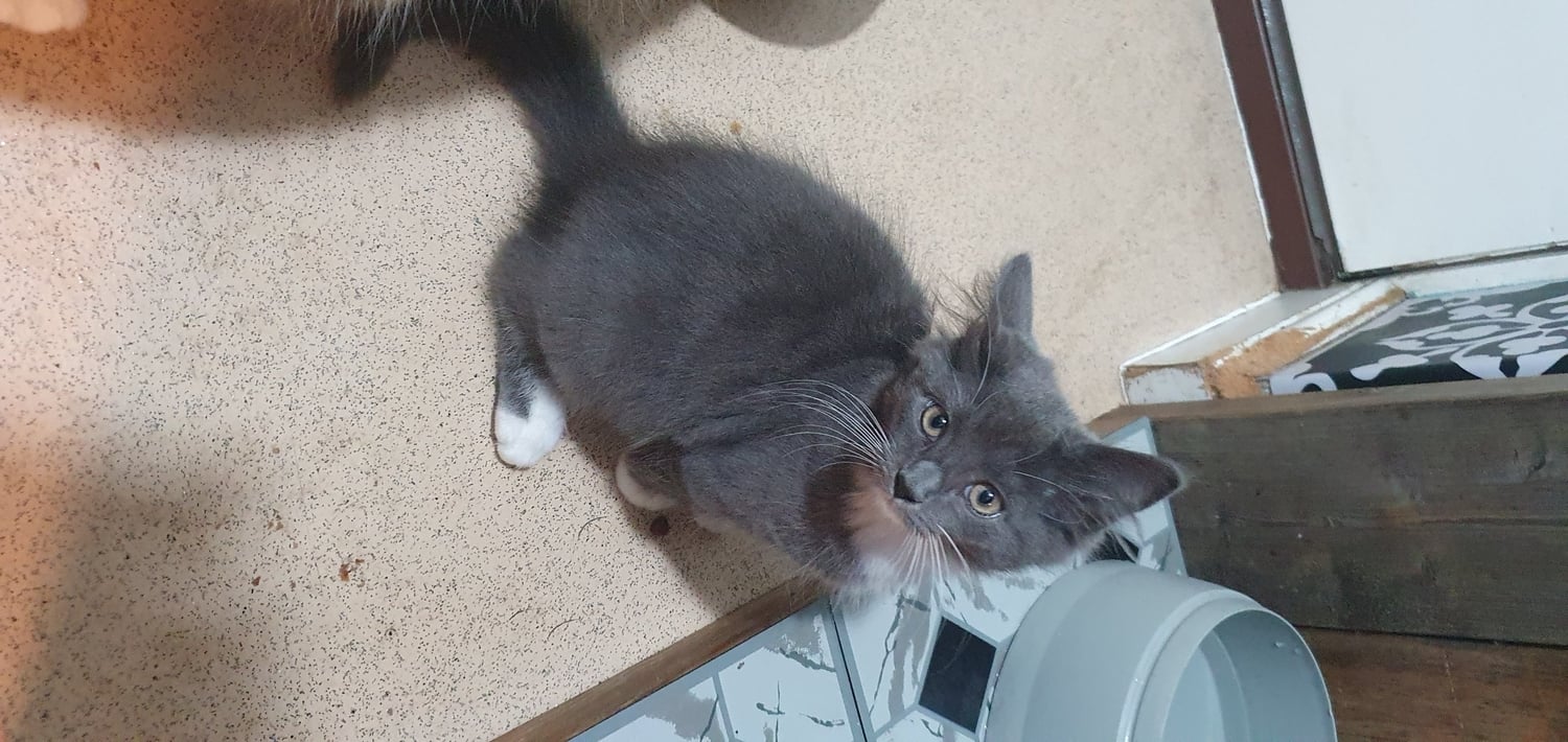 Beautiful kittens for new forever home - Cats & Kittens