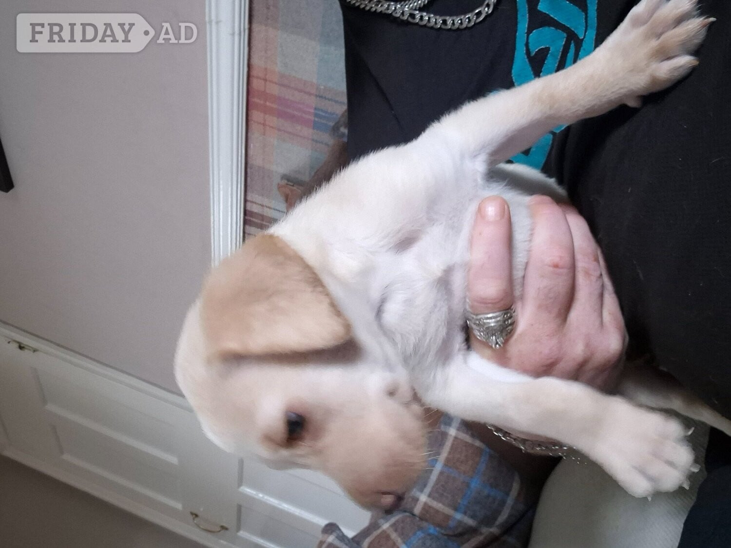 Labrador retriever puppy in Billingham