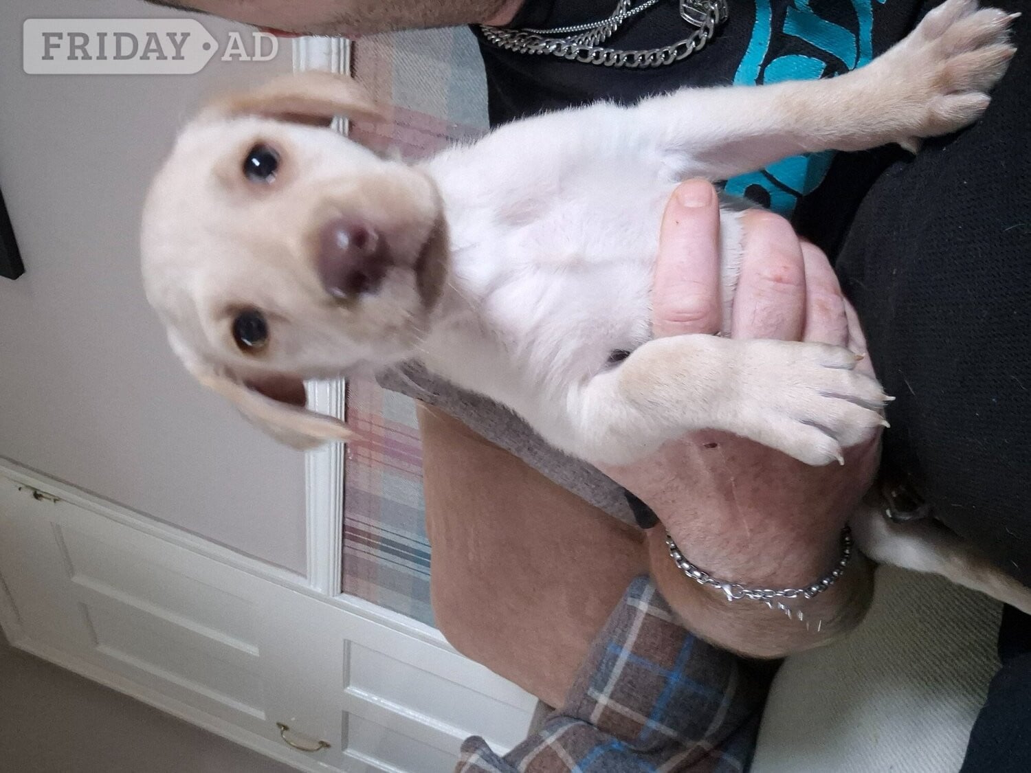 Labrador retriever puppy
