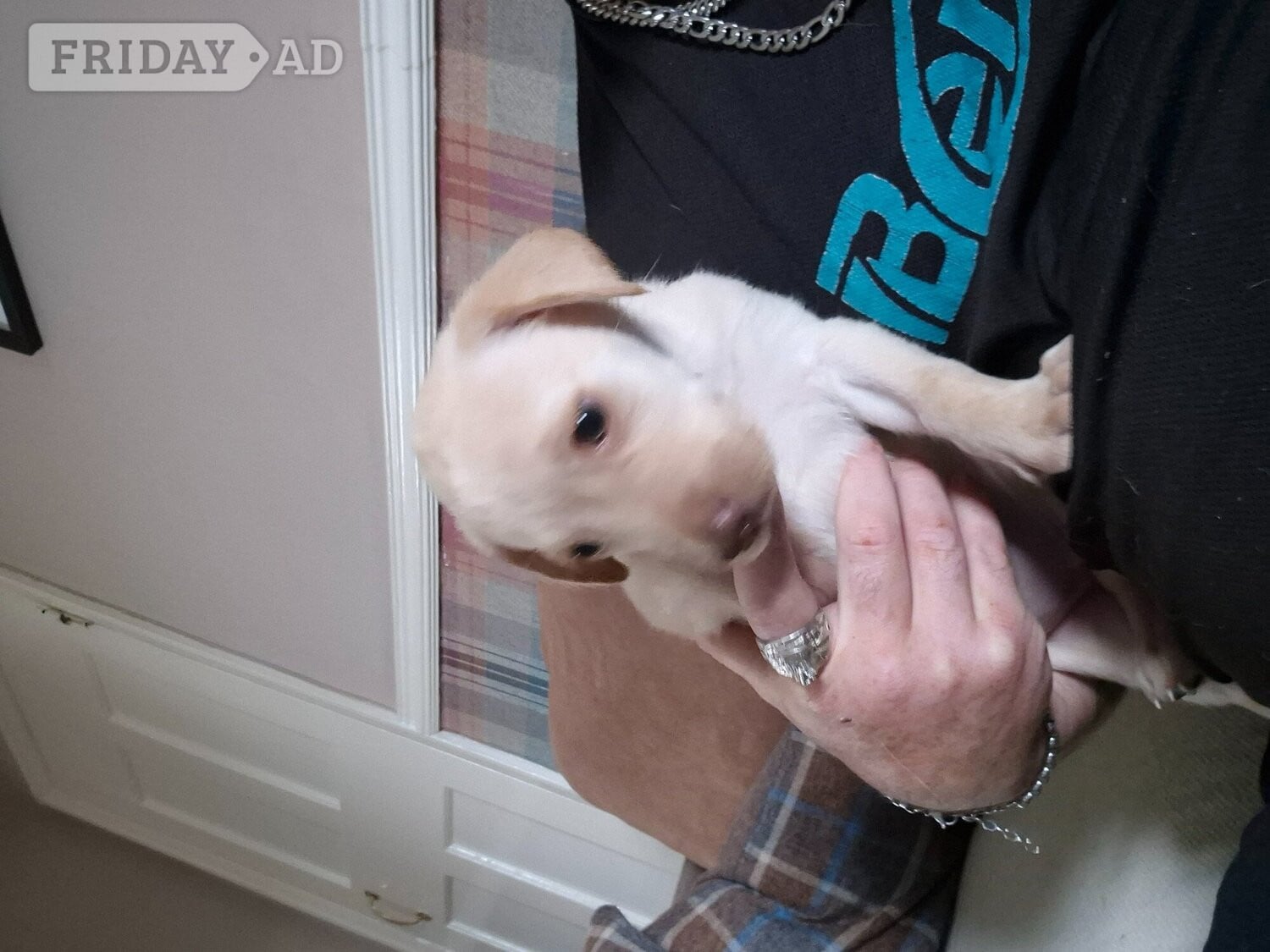 Billingham Labrador retriever puppy