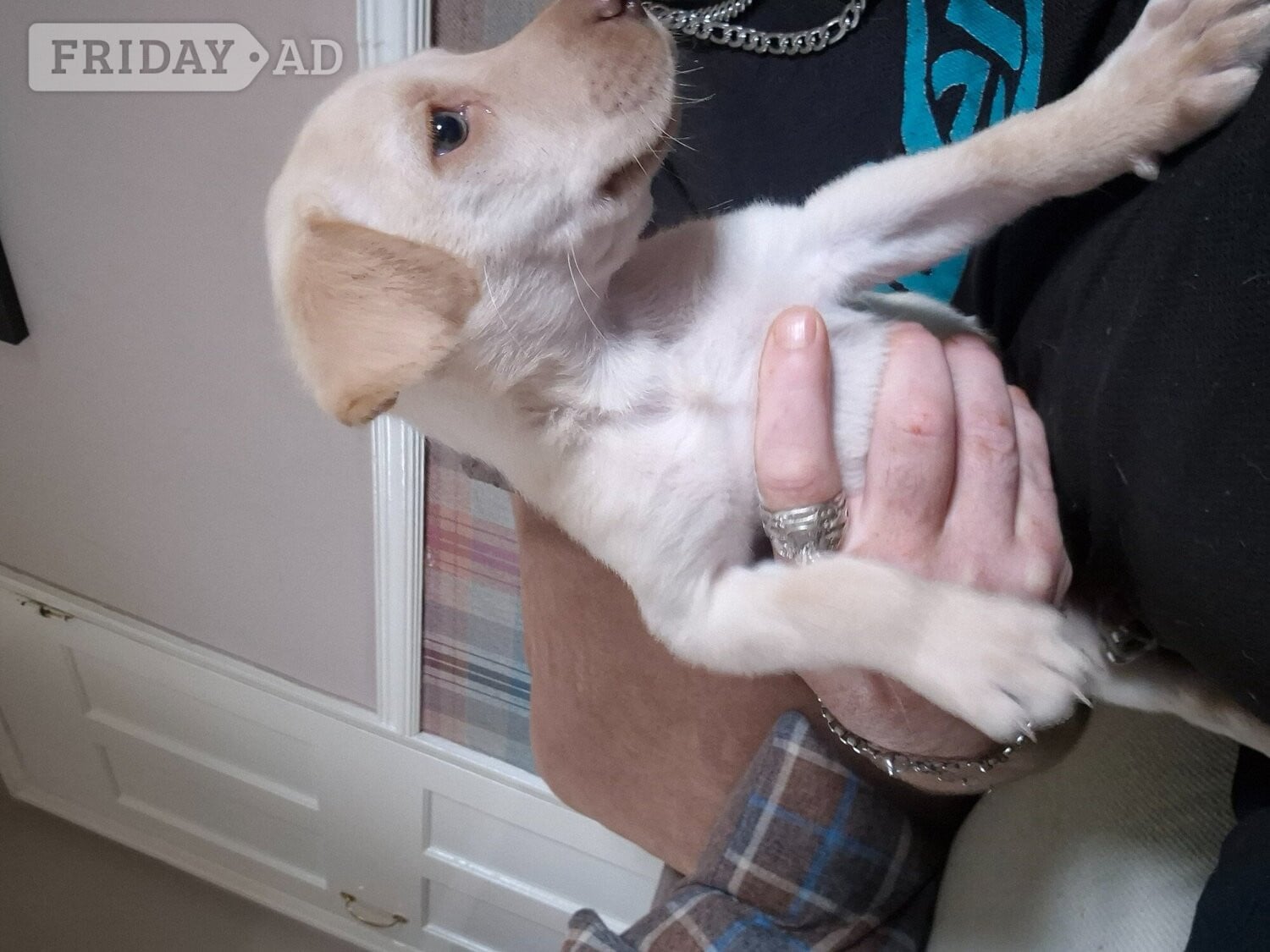 Labrador retriever puppy - Dogs & Puppies in Billingham