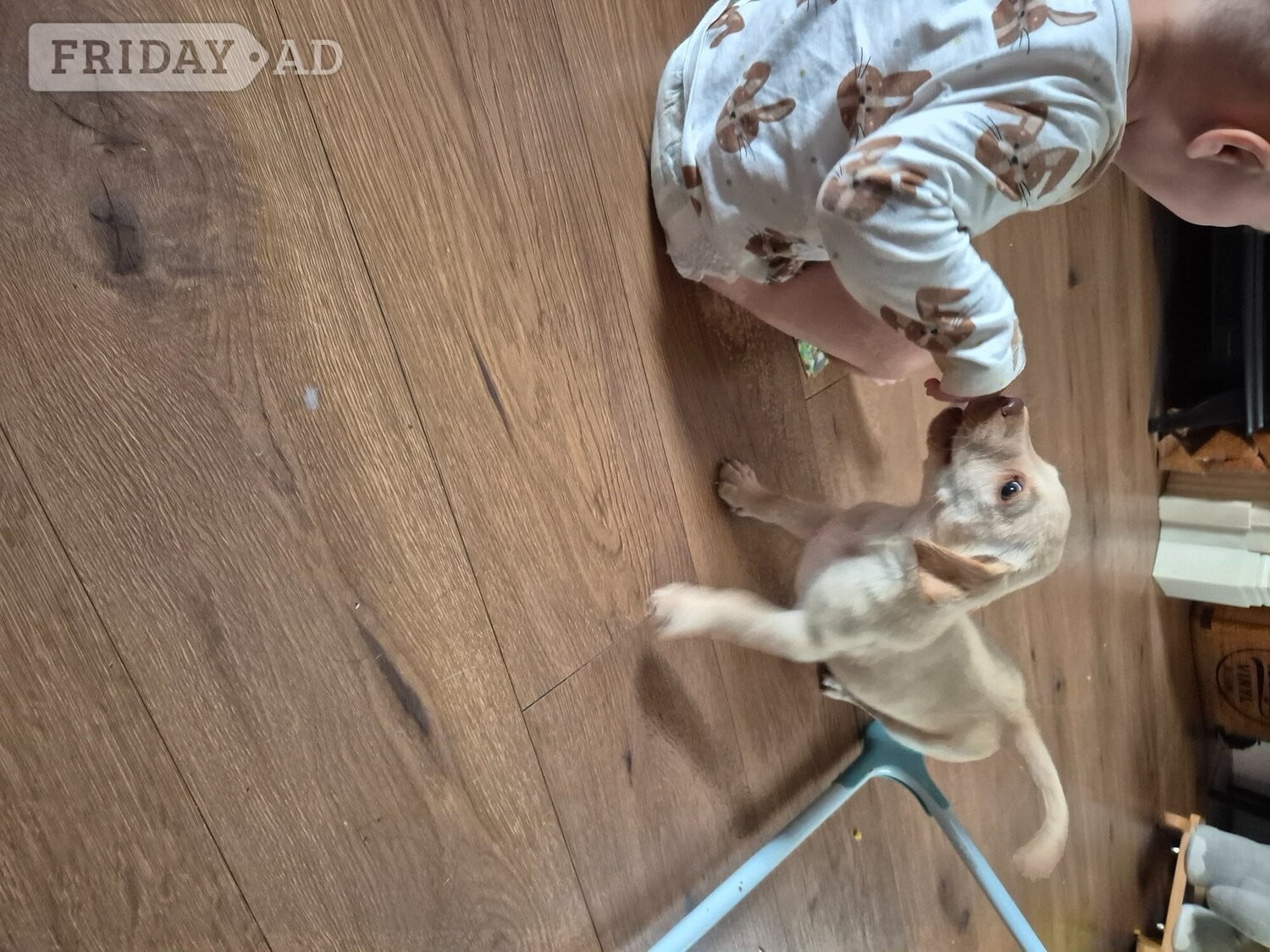 Labrador retriever puppy - Dogs & Puppies