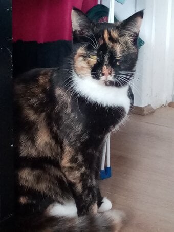 2 year old female tri colour cat