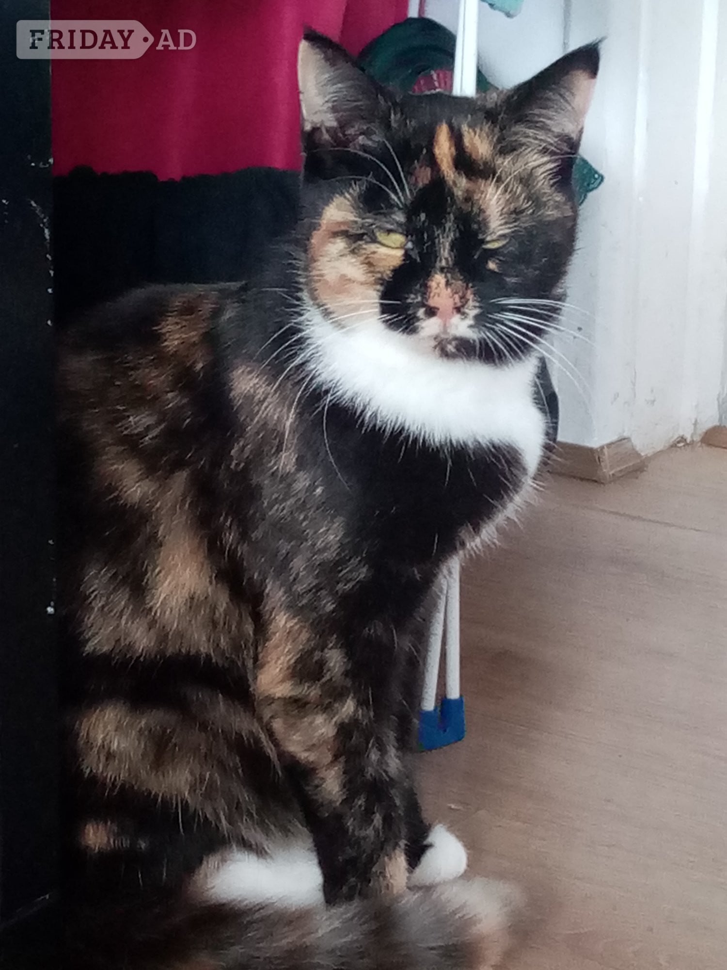 2 year old female tri colour cat in Lewes