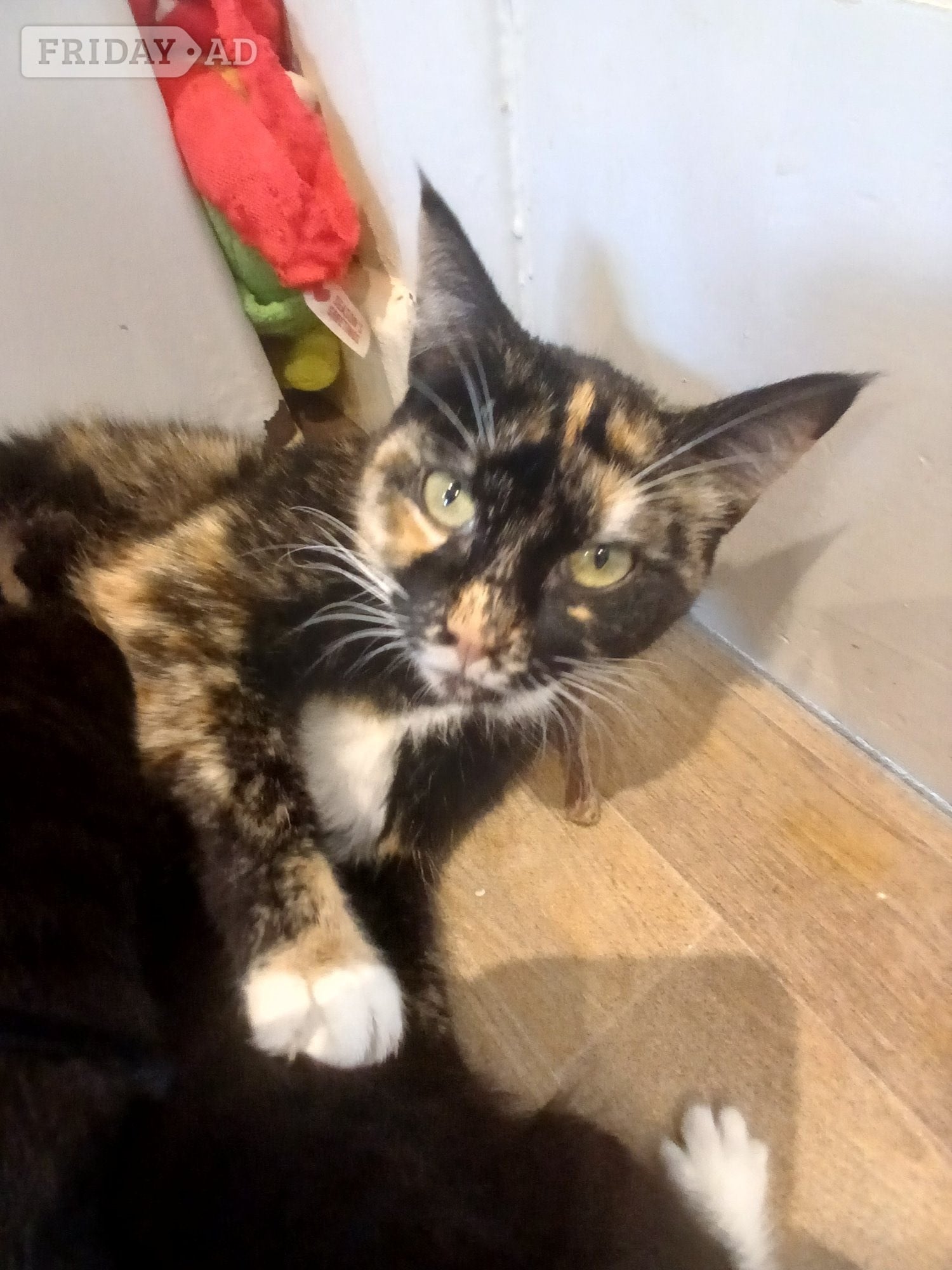2 year old female tri colour cat
