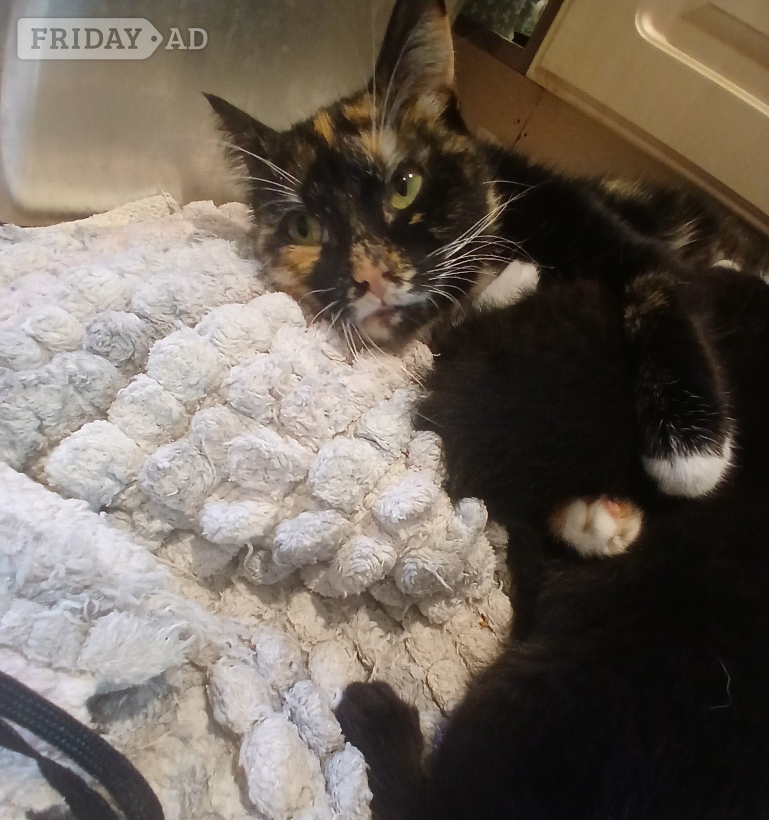 Lewes 2 year old female tri colour cat