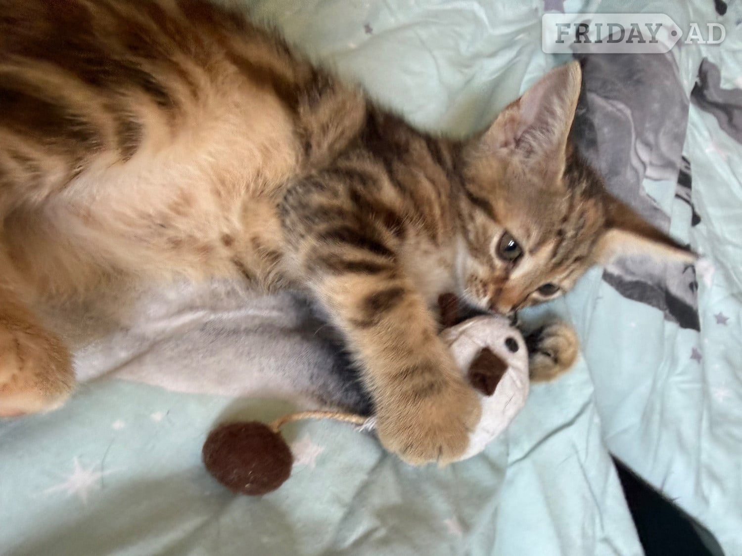 Norwegian forest crosses  - Cats & Kittens in Hastings