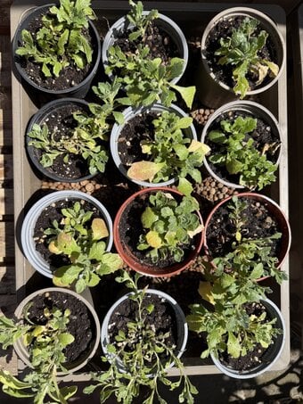Aubretia plants cascade mix