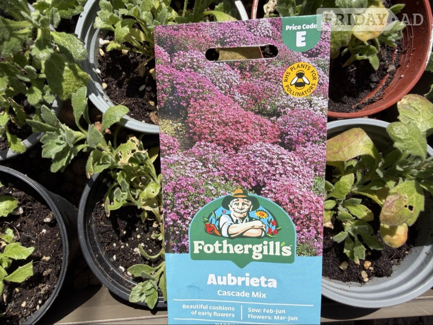 Aubretia plants cascade mix
