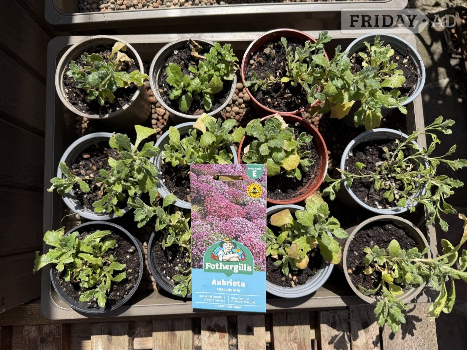 Aubretia plants cascade mix - Hobbies & Leisure in Worthing