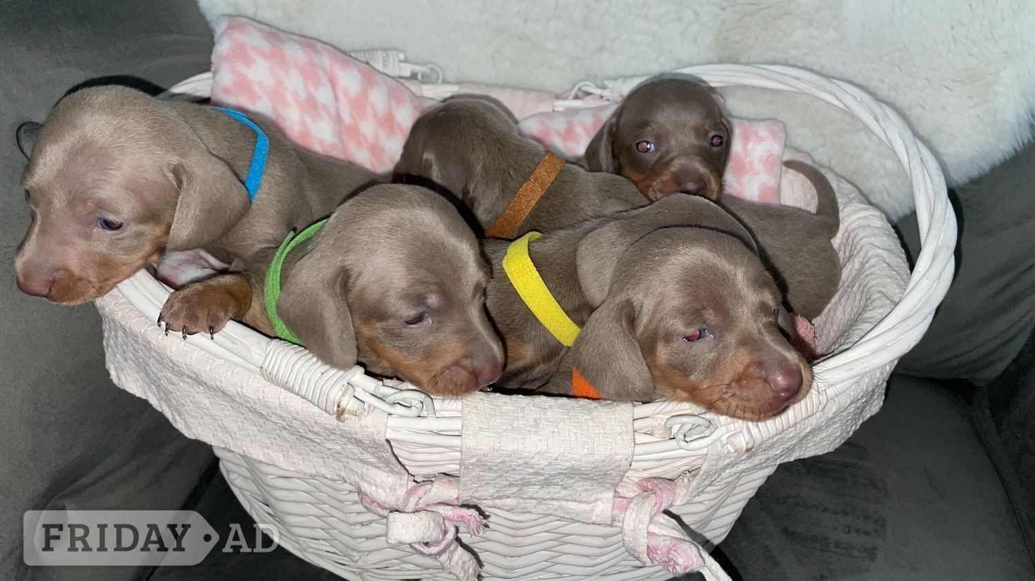 Pedigree miniature dachshund puppies - Dogs & Puppies