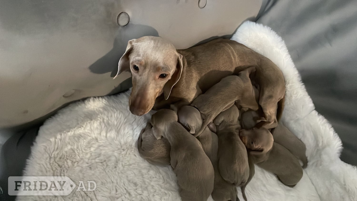 Pedigree miniature dachshund puppies in Epping