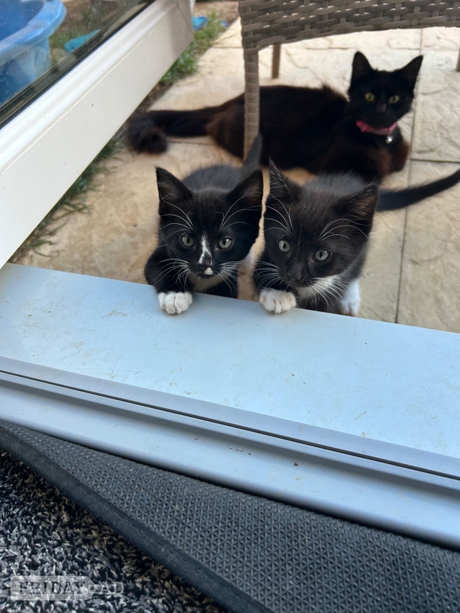 Maine coon x kittens  in Fareham