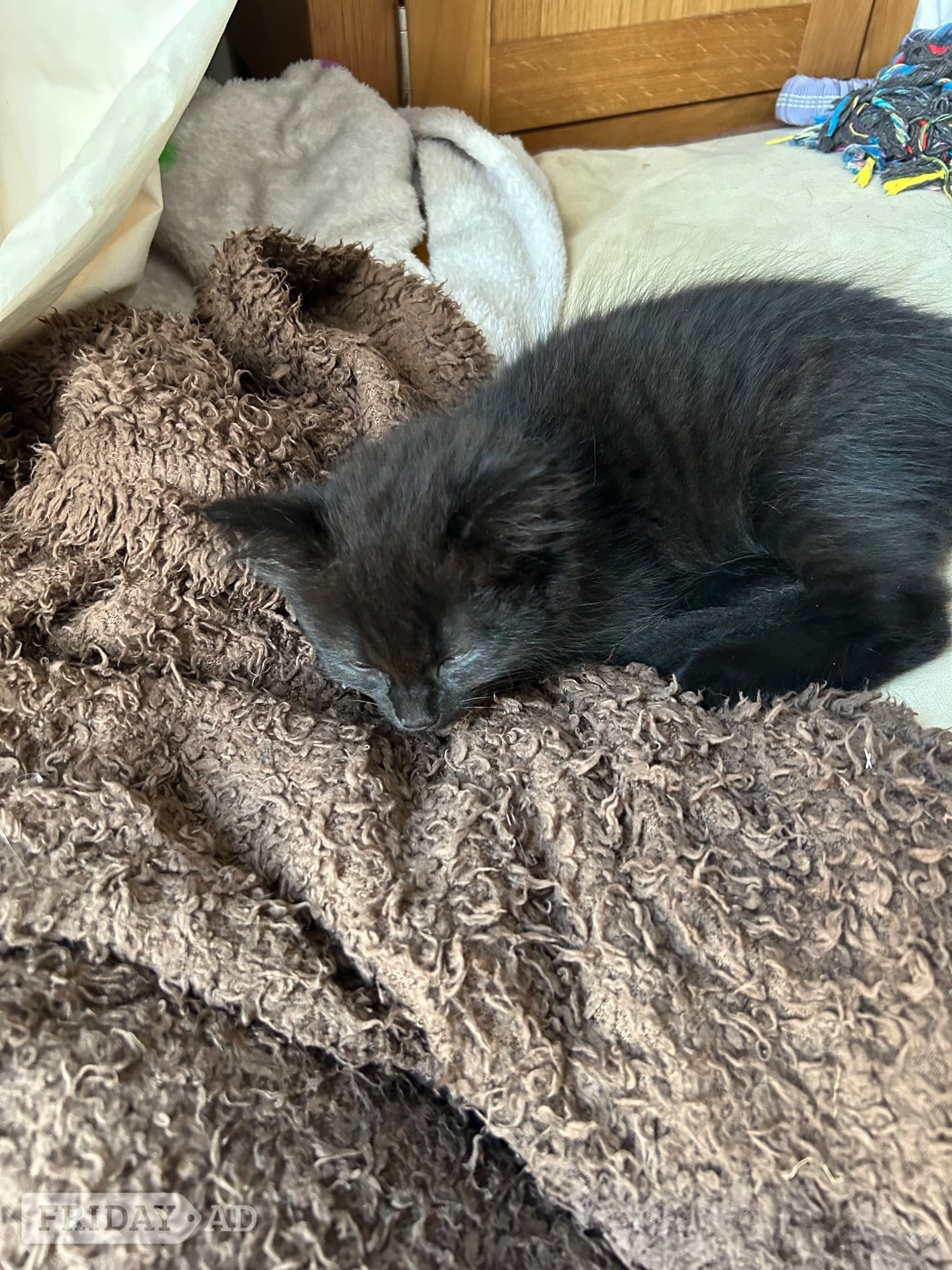 Maine coon x kittens 