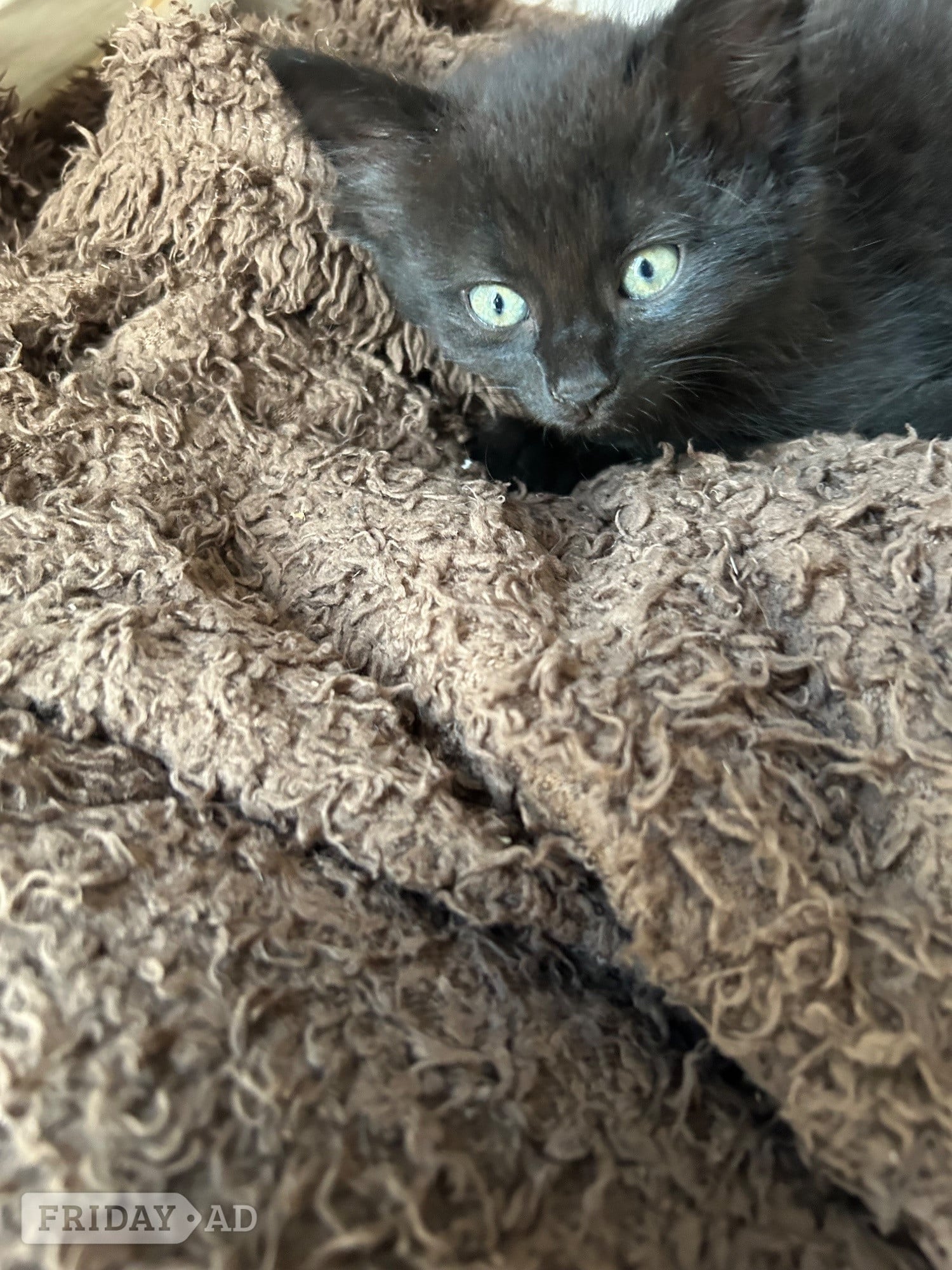 Fareham Maine coon x kittens 