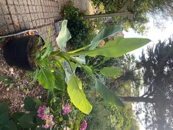 Large Banana Plants