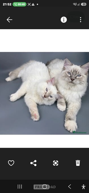 Bonded Pair of Male Ragdoll Cats (Toffee & Coffee)
