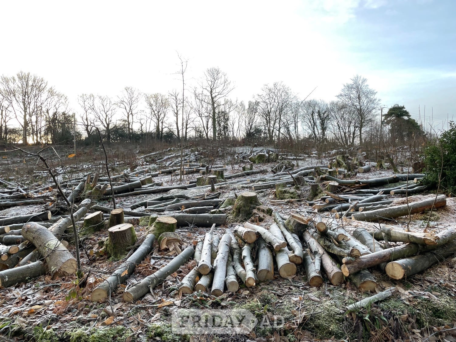 LOGS FOR SALE 