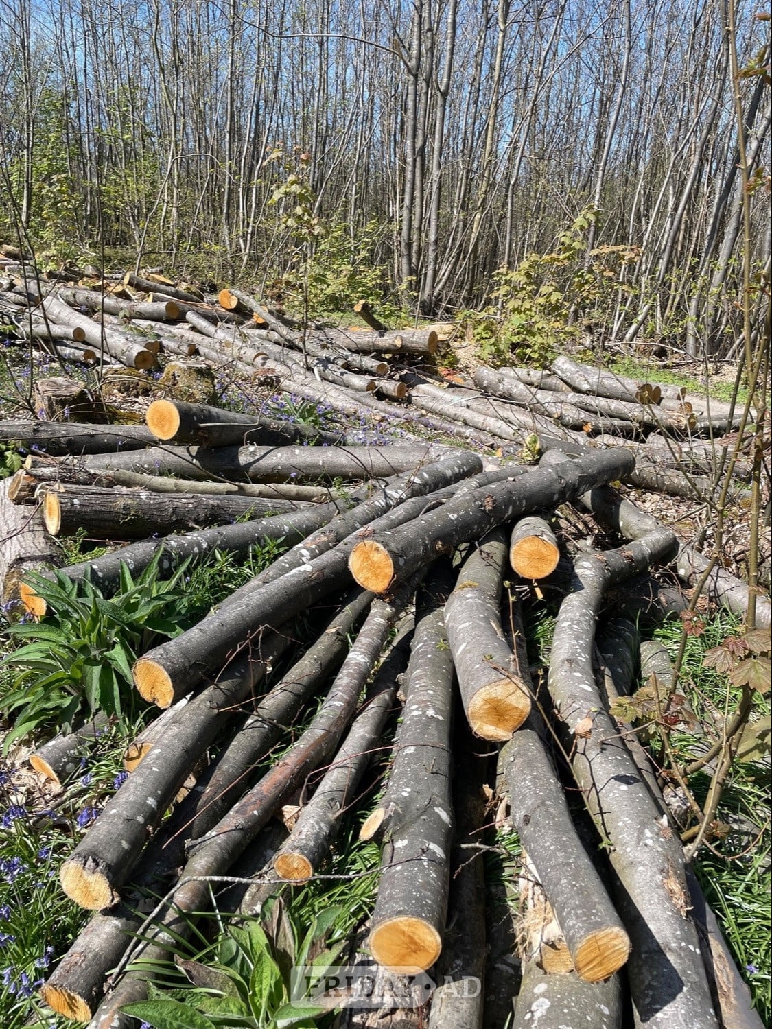 Rye LOGS FOR SALE 