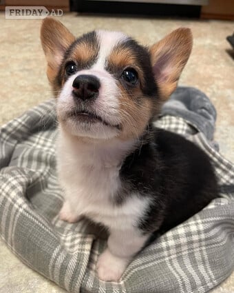 Pembroke welsh corgi puppies