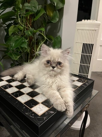 READY NOW LAST ONE Stunning Persian boy kitten ( fully vaccinated