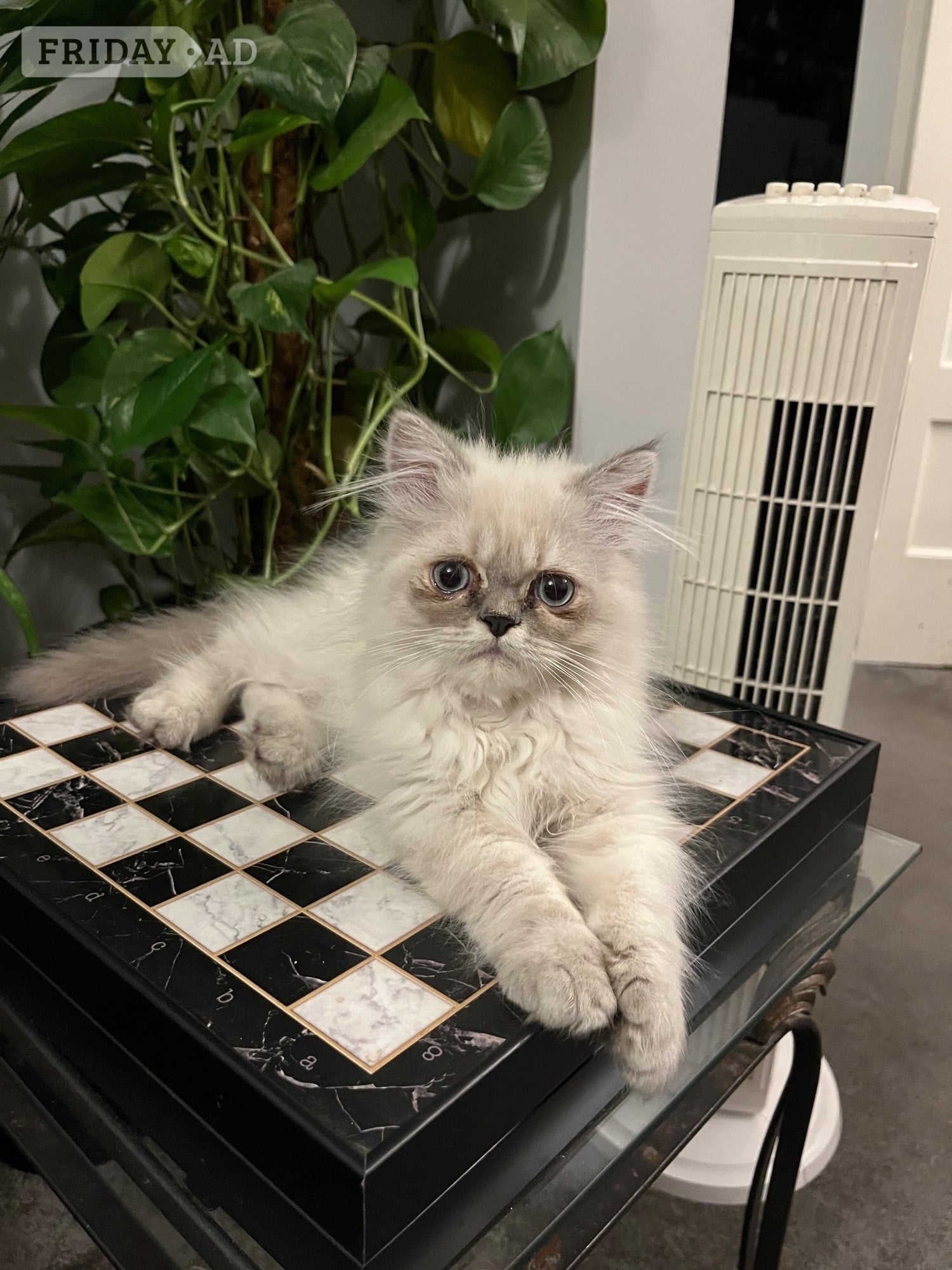 READY NOW LAST ONE Stunning Persian boy kitten ( fully vaccinated in Bromley