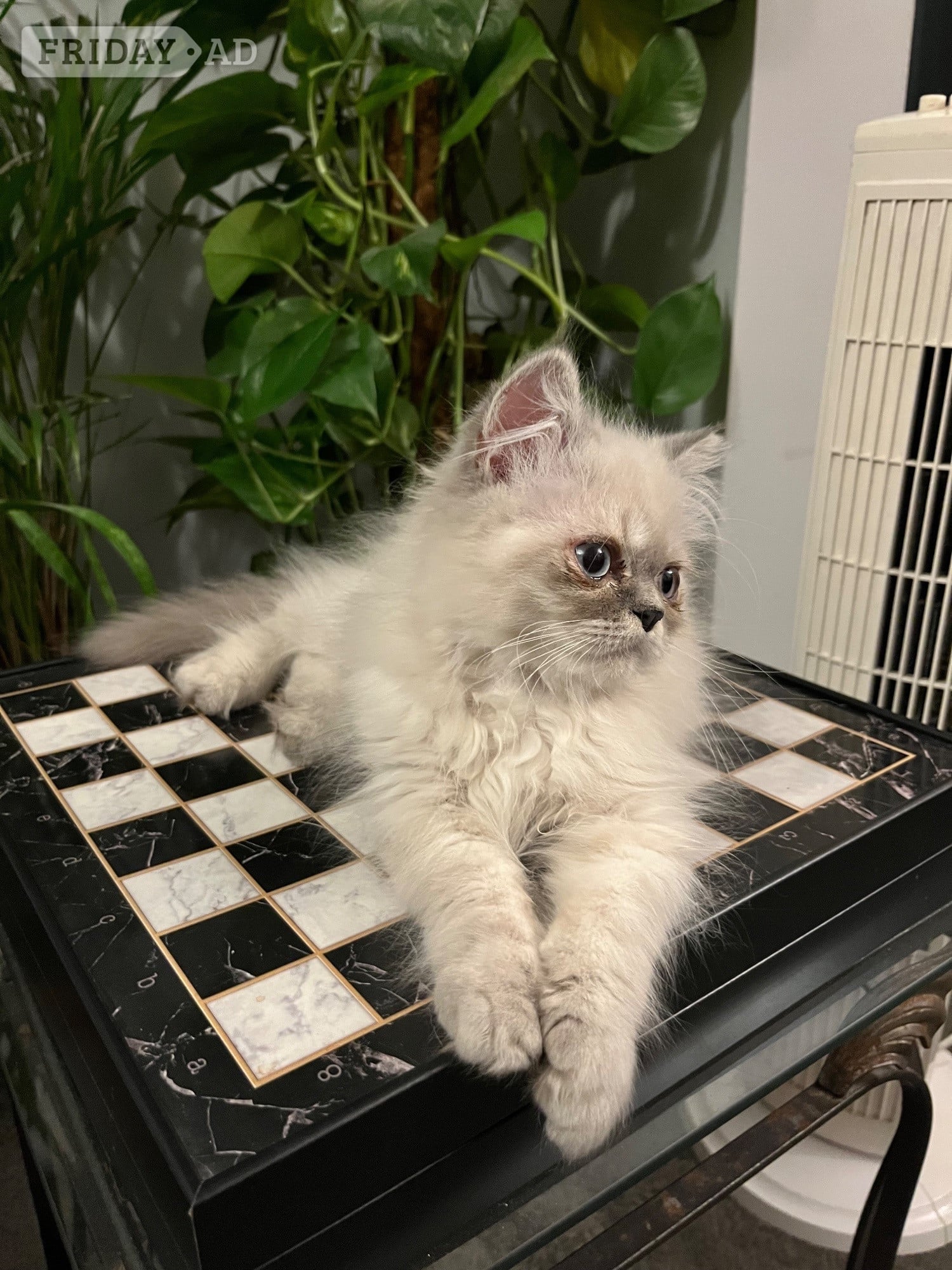 Bromley READY NOW LAST ONE Stunning Persian boy kitten ( fully vaccinated