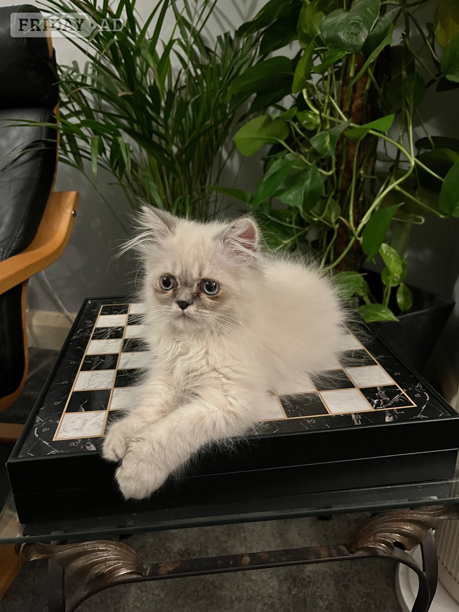 READY NOW LAST ONE Stunning Persian boy kitten ( fully vaccinated - Cats & Kittens