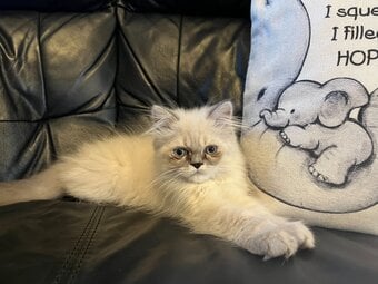 READY NOW Stunning Persian boy kitten ( fully vaccinated