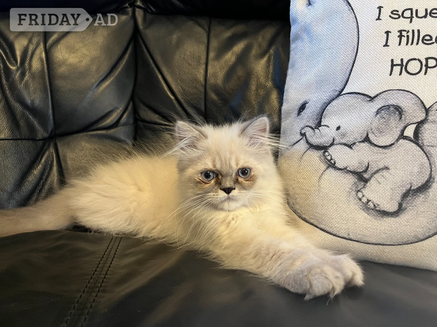 READY NOW Stunning Persian boy kitten ( fully vaccinated in Bromley