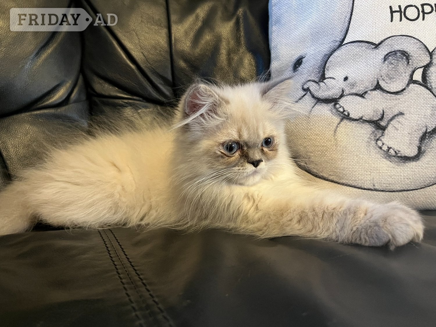 READY NOW Stunning Persian boy kitten ( fully vaccinated