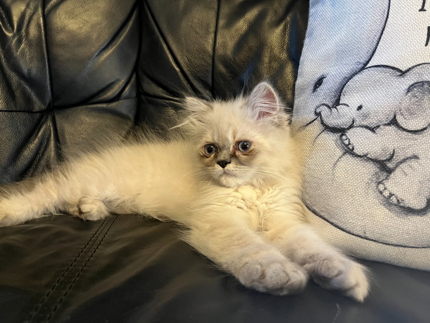 Bromley READY NOW Stunning Persian boy kitten ( fully vaccinated