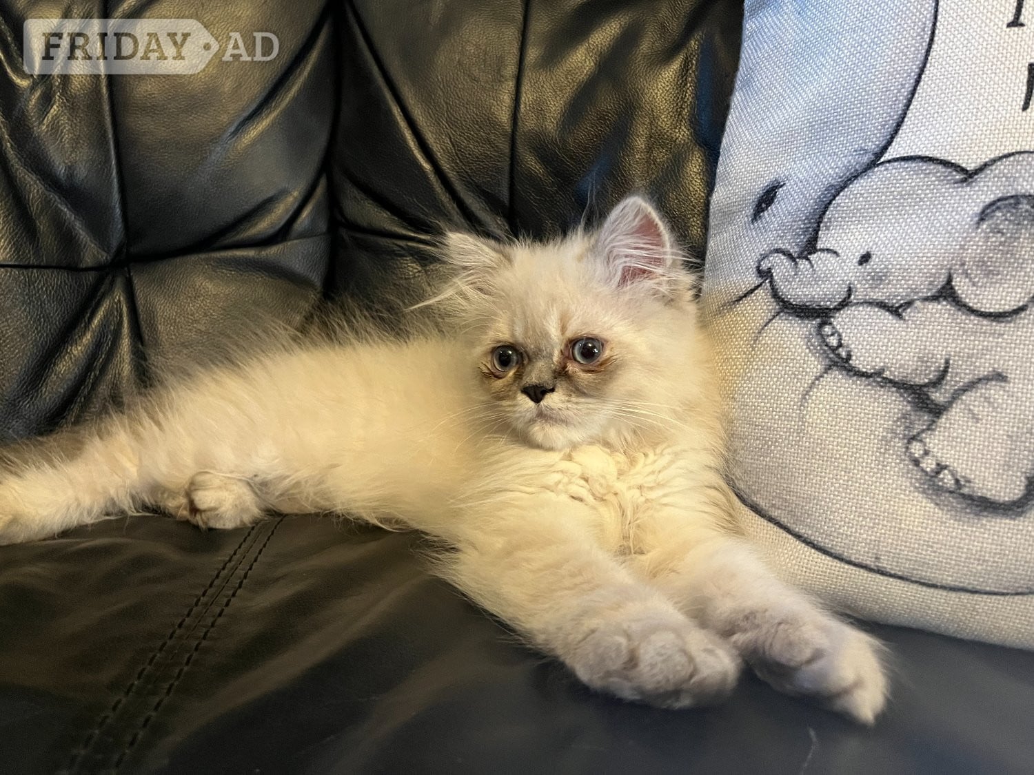 Bromley READY NOW Stunning Persian boy kitten ( fully vaccinated