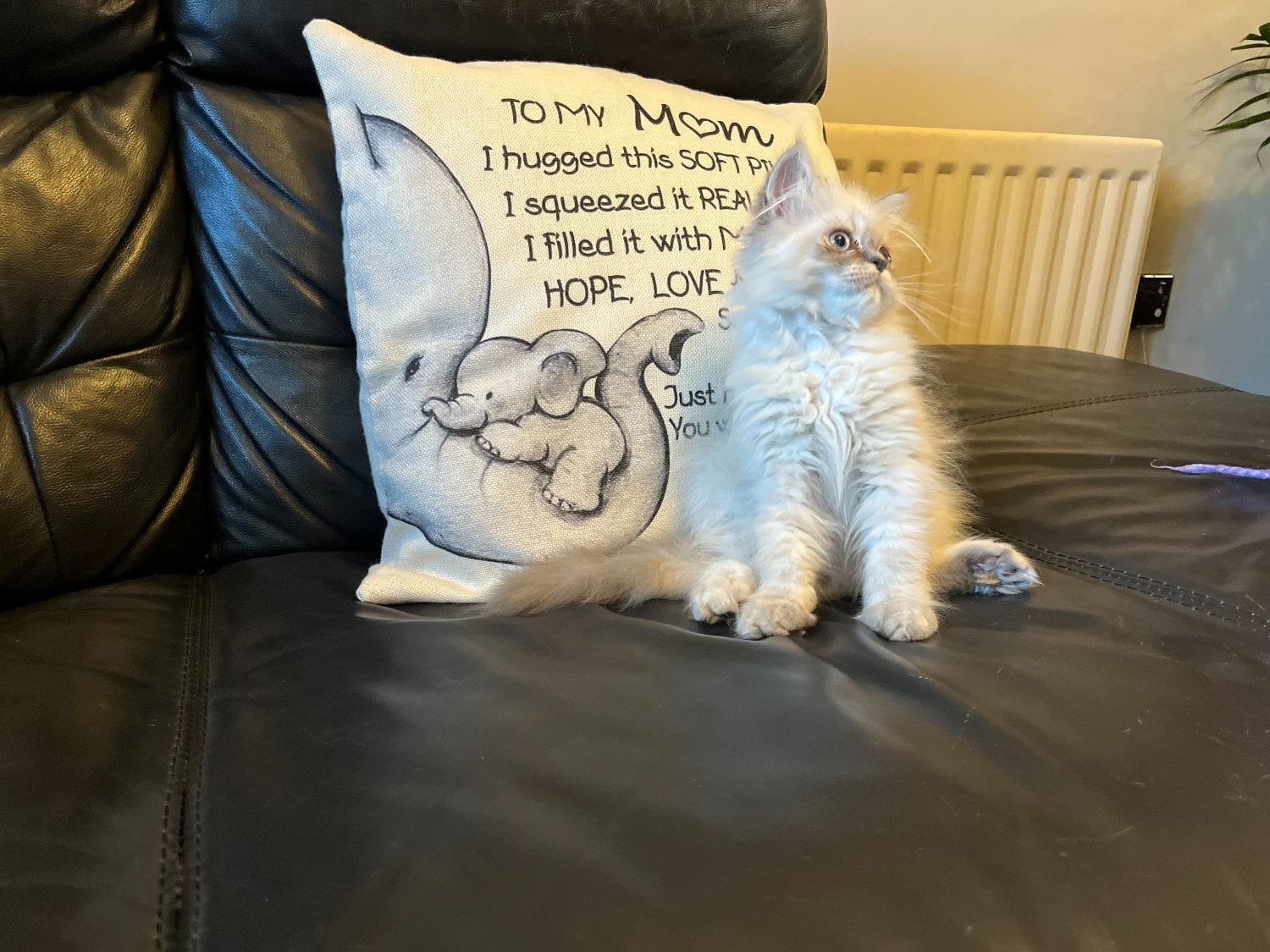 READY NOW Stunning Persian boy kitten ( fully vaccinated - Cats & Kittens in Bromley