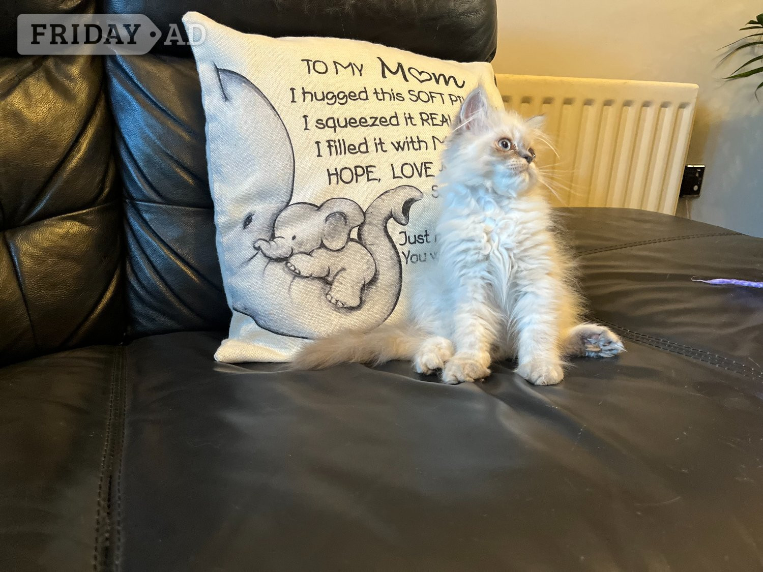 READY NOW Stunning Persian boy kitten ( fully vaccinated - Cats & Kittens in Bromley