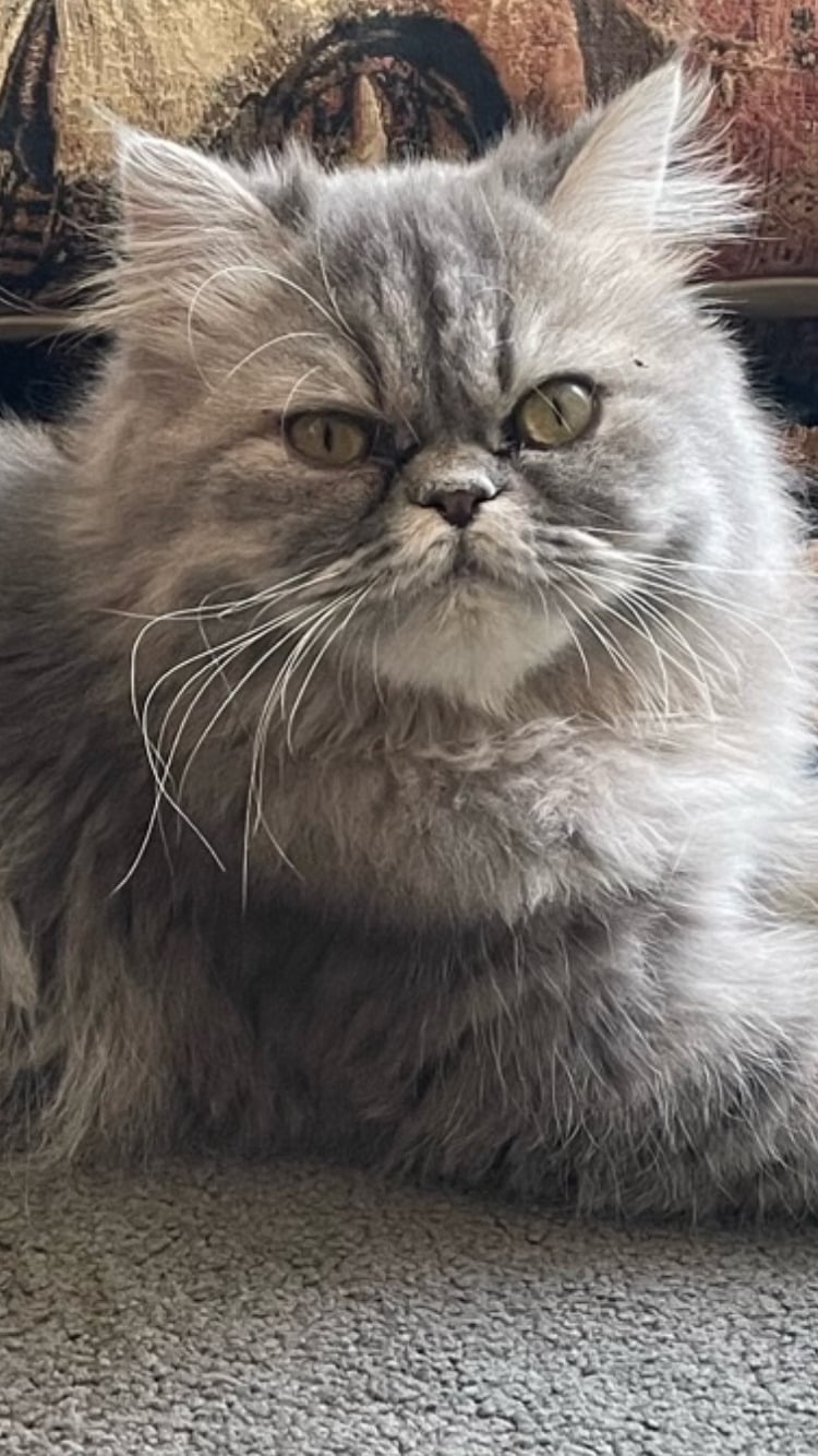 READY NOW Stunning Persian boy kitten ( fully vaccinated - Cats & Kittens