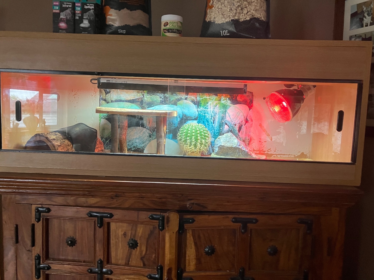 Reptile enclosure with basking, bedding accessories  - Bizarre Bazaar in Epsom