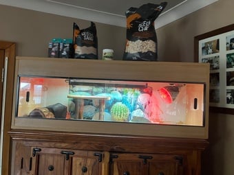 Reptile enclosure with basking, bedding accessories 
