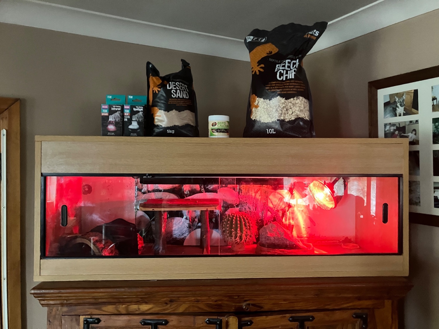 Reptile enclosure with basking, bedding accessories  - Bizarre Bazaar