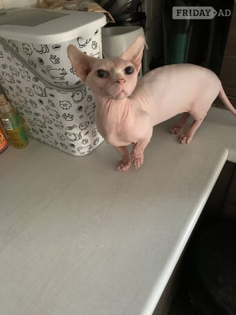 🌟 Stunning Bambino Male Available 🌟