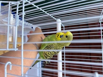 Baby budgie for sale with starter cage