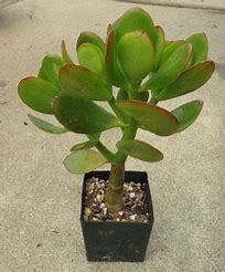 Money Jade Plant 